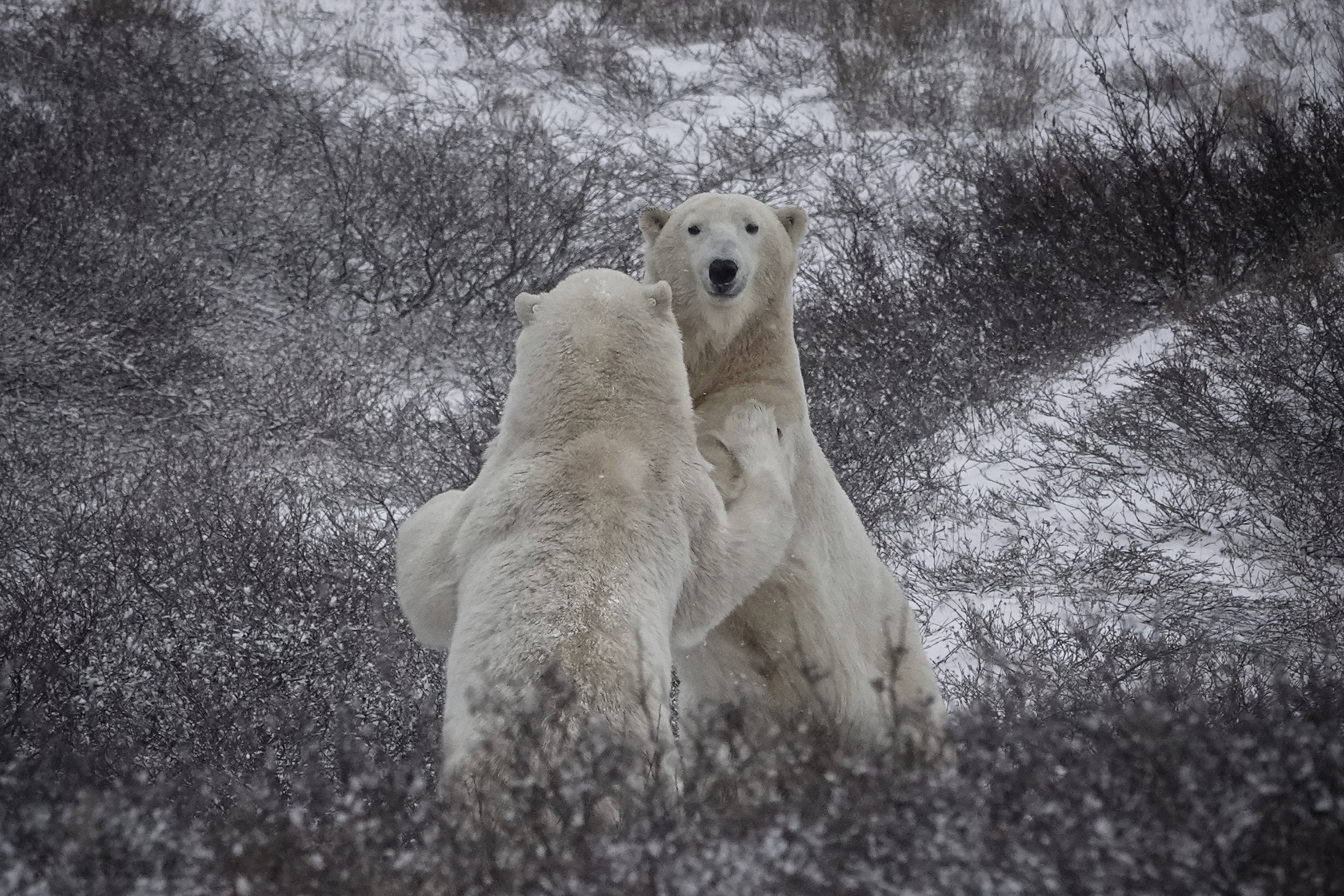 Ours polaires jouant dans la neige à Churchill